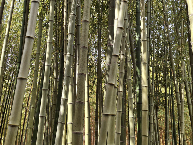 Cavaillon_2025_20250531_102754