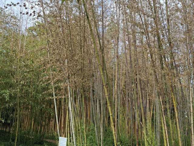 Cavaillon_2025_20250531_103557