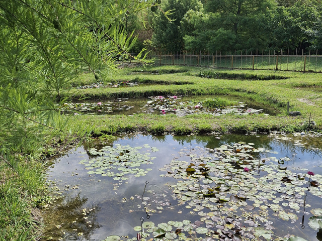 Cavaillon_2025_20250531_111917