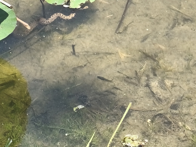 Cavaillon_2025_20250531_112000