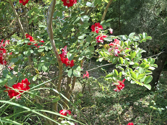 Cavaillon_2025_20250531_113717