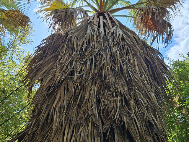 Cavaillon_2025_20250531_113818