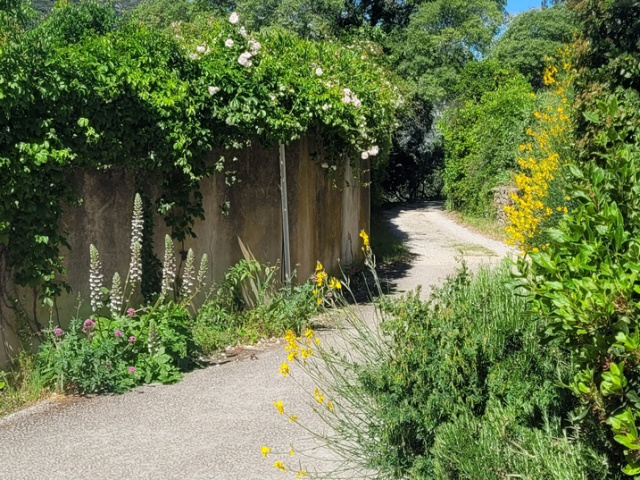Die Blüten in Cavaillon