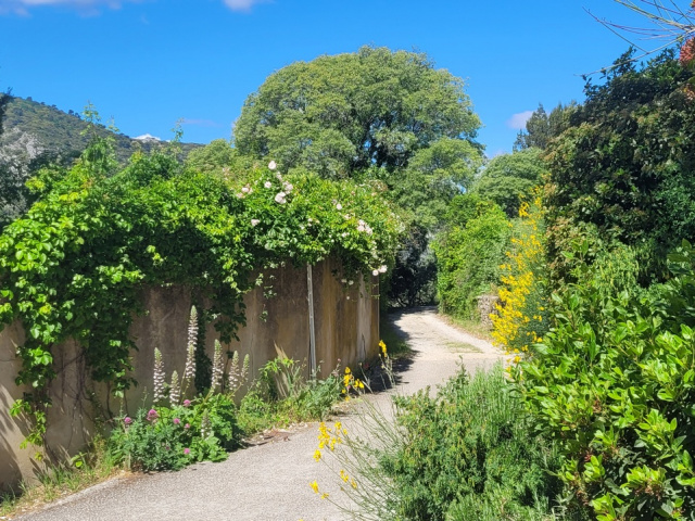 Die Blüten in Cavaillon
