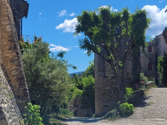 Die Blüten in Cavaillon