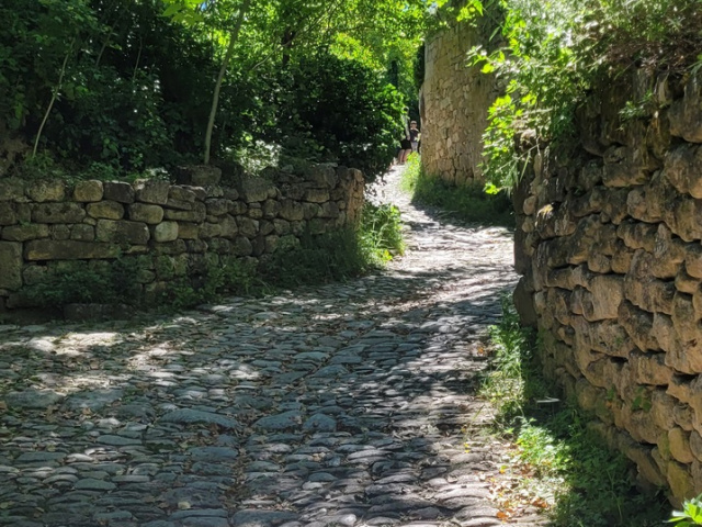 Die Blüten in Cavaillon