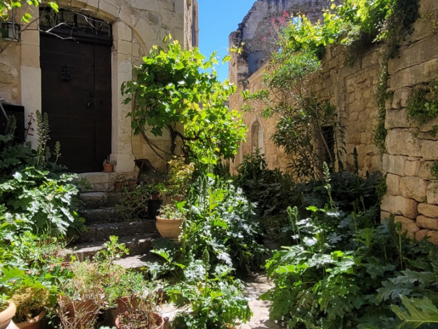 Die Blüten in Cavaillon