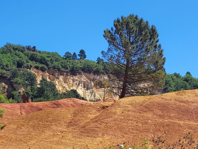 Die Blüten in Cavaillon