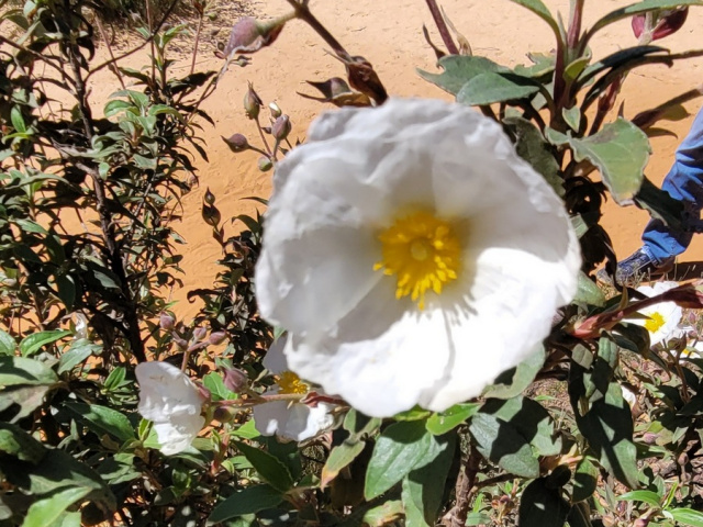 Die Blüten in Cavaillon