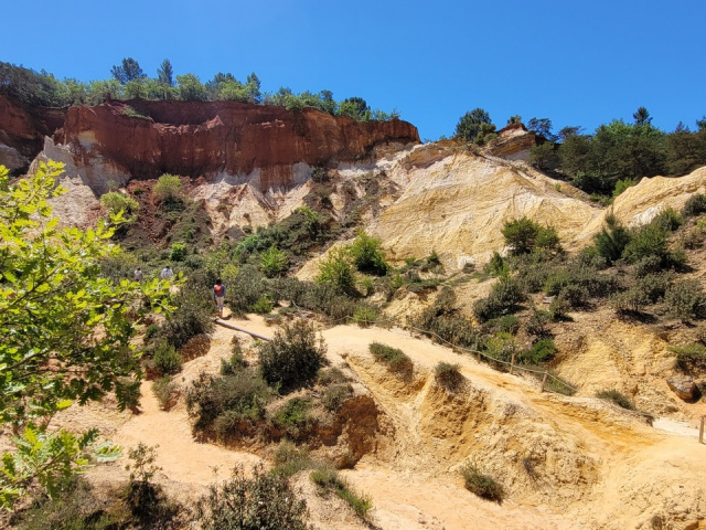 Die Blüten in Cavaillon