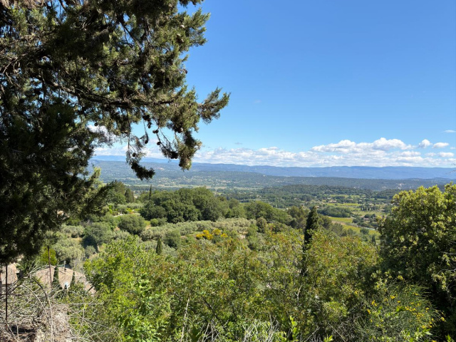 Die Blüten in Cavaillon